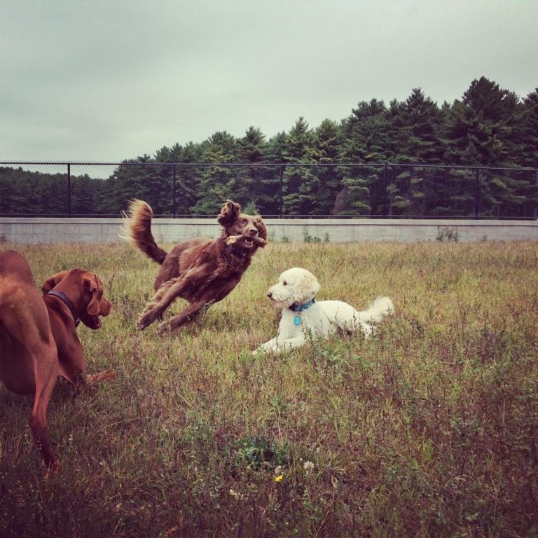 thegoodhound 768x768