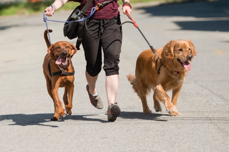 walksitstay 768x512