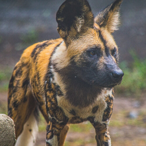 Endangered African painted dogs make debut at Utica Zoo Dog Treat Smart