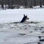 German shepherd wandered into icy N.J. lake.
