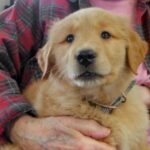 New puppy for residents at local nursing home.