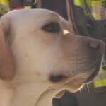 K9: Chesapeake Fire Department finds secret weapon in dog named Cinco