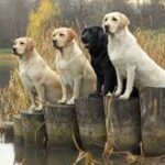 The American Kennel Club (AKC) released their annual list of the most popular dog breeds 2020.