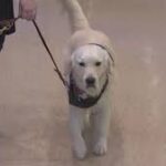 Meet Bravery: Arizona Coyotes adopts new service dog.