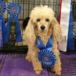 Meet Louie, the Oldest Dog at the 2021 AKC National Agility Championship.