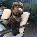 dog daycare law in Massachusetts