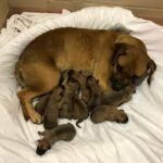Dog and her newborn puppies rescued from underneath van in San Diego