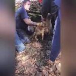 Dog rescued by Pennsylvania first responders after being stuck for nearly 20 hours