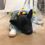 German shepherd dog abandoned