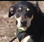 ‘Hero’ Farm Dog Sounded Alarm On Fire At Historic Natick Barn
