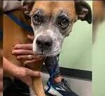 Lost dog reunited with owner after nine days in Bonita Springs