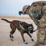 Shortage of military working dogs a national security risk, report warns
