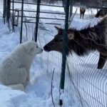 Great Pyrenees and Elk share a kiss.