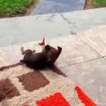 Viral video shows a playful puppy frolicking with a little puppy in the sun 