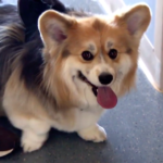 Therapy dog 'Charlotte' is best medicine on 4 legs.