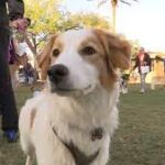Annual canine Easter egg hunt helps raise money for non-profit.