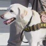 San Diego TSA dog retires after 6 years.