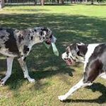 Great Dane Teaches New Dog Friends To Deliver Newspaper.