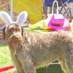 Canines and their owners celebrate Easter with ‘egg hunt’.