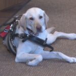 9/11 survivor and combat veteran gifted new Smoky Mountain Service Dog, "Hondo"