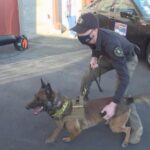 Dog teams compete in Desert Dog Police K9 trials in Scottsdale.
