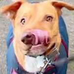 Adorable dog named Picasso because of his 'twisted face' is saved from certain death at a high-kill shelter