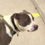 Texas dog receives award after saving his owner’s life