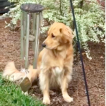 Dog named Bleu’s ‘solo performance’ with wind chimes will win you over.
