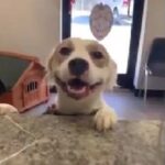 Shelter dog ‘paw bumps’ human while going to its forever home.