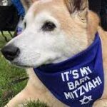 Dog lover throws 'Bark Mitzvah' to celebrate pet's 13th birthday.