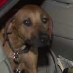 Dog reunited with owner after being separated after crash