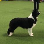 Grand Island Kennel Club brings back annual dog show.