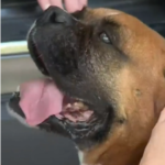 Hero boxer dog who saved family from house fire looks so happy to be reunited with them after disappearing .