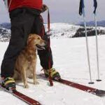 Paw patrol: Meet Lake Tahoe's four-legged rescue heroes