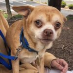 Prancer, the 'demonic' Chihuahua that went viral, finds his forever home.