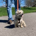 Rescue dog rescues owners from car crash at Kingston ice cream stand.