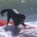 Dogs ride the waves in surfing championship at Cocoa Beach.