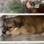 Adorable moment an overheating puppy opens a fridge door and climbs inside to cool down as sweltering summer temperatures reached 107 degrees Fahrenheit