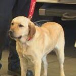 North Las Vegas Fire introduces newest K9 for arson investigations.