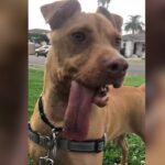 Dog has tongue so long it trails on the floor when he goes for a walk.