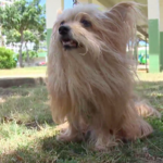 Oahu woman wonders if she spread COVID-19 to dog who fell ill.