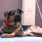 Shelter dogs being trained to help veterans in West Palm Beach.