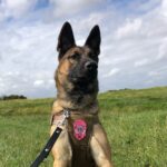 New Jersey unwanted rescue dog becomes police department's first K-9 in decades.