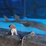 Puppies run wild on field trip to Sea Life Aquarium.
