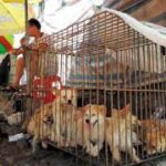 New law could end China’s infamous dog meat festival, says advocacy group.