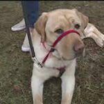 Assistance dog Morrissey graduates, will work with students who have Autism.
