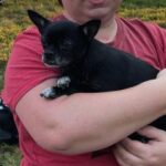 Firefighters rescue dog that passed out from smoke inhalation during major apartment fire.