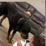 Dog trainers share ways to prevent tragedies after baby killed in dog attack.