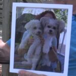 South Carolina dog owner mourns loss of 2 pets mauled by pit bulls.