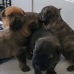 Rescued dog puppies get new home.